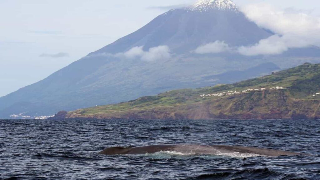 Oito experiências imperdíveis numa visita aos Açores 12 Oito experiências imperdíveis numa visita aos Açores