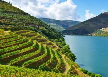 Alto Douro Vinhateiro