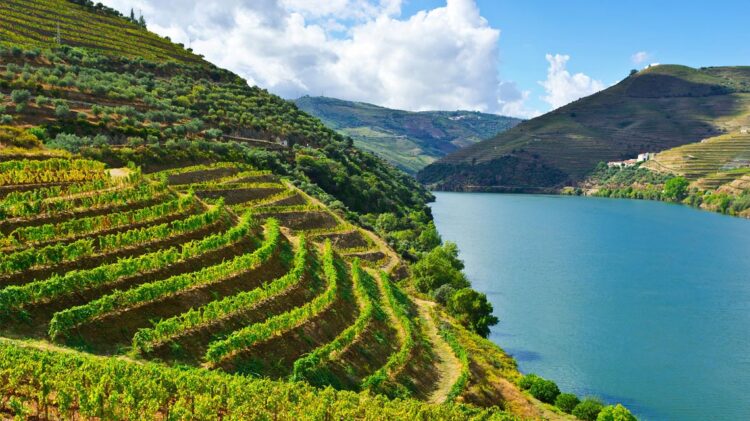 Projeto G.O.T.A. sensibiliza viticultores do Douro para gestão eficiente da água 11 Alto Douro Vinhateiro