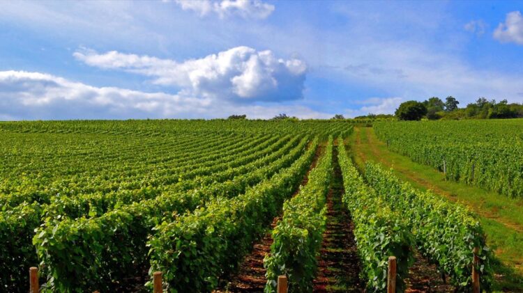 Programa de Sustentabilidade dos Vinhos do Alentejo premiado em Londres 11 Vinhas Alentejo