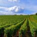 Programa de Sustentabilidade dos Vinhos do Alentejo premiado em Londres 22 Vinhas Alentejo