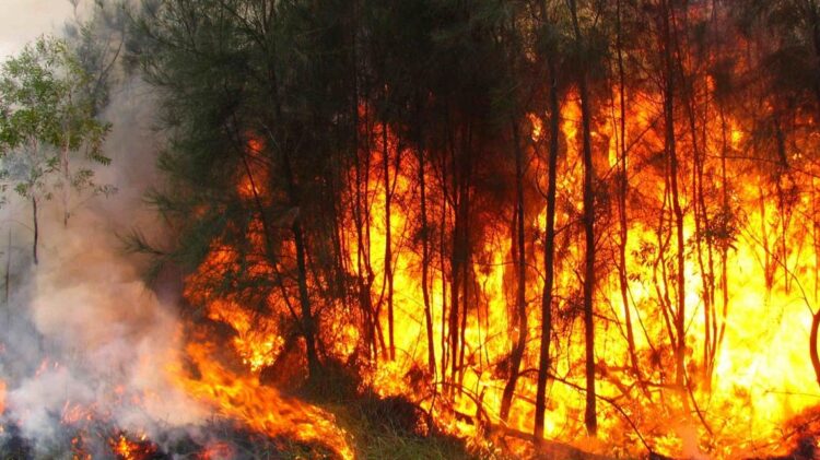 Provedora rejeita fraude nas indemnizações às vítimas dos fogos de 2017 11 fogos de 2017