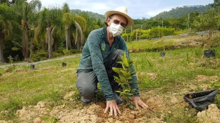 Brasil: Famílias plantam 200 mil árvores em memória das vítimas da Covid-19 11 Brasil planta arvores covid 19