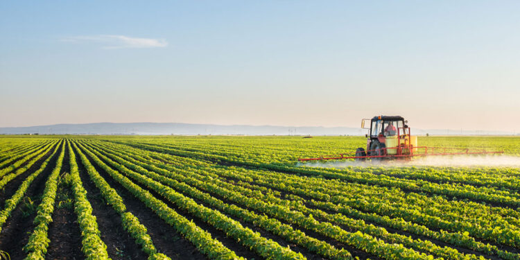 Angola aposta no crescimento do setor agrícola 11 Angola aposta no crescimento do setor agrícola