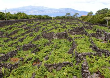 Azores Wine Company promove vinho vermelho vulcânico dos Açores