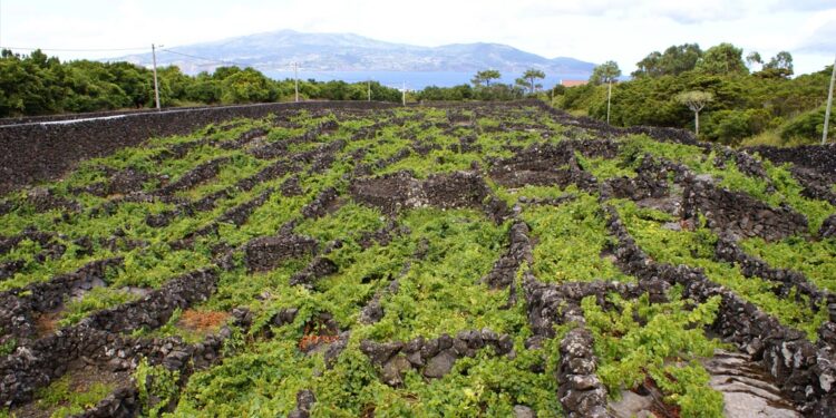 Azores Wine Company promove vinho vermelho vulcânico dos Açores 11 Azores Wine Company promove vinho vermelho vulcânico dos Açores