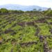 Azores Wine Company promove vinho vermelho vulcânico dos Açores 23 Azores Wine Company promove vinho vermelho vulcânico dos Açores
