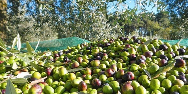 Produção de azeitona cai 25%, mas deverá ser a 6.ª mais produtiva em 80 anos 11 azeitona