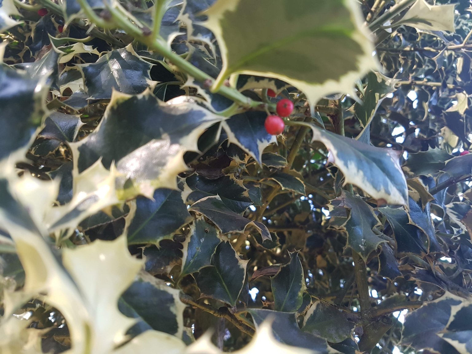 A Primavera no Centro de Portugal 15 A Primavera no Centro de Portugal