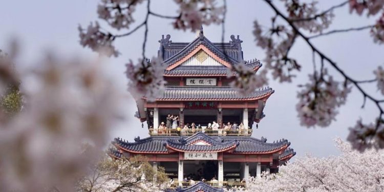 China: Wuxi inaugura Semana Internacional da Flor de Cerejeira 11 China: Wuxi inaugura Semana Internacional da Flor de Cerejeira