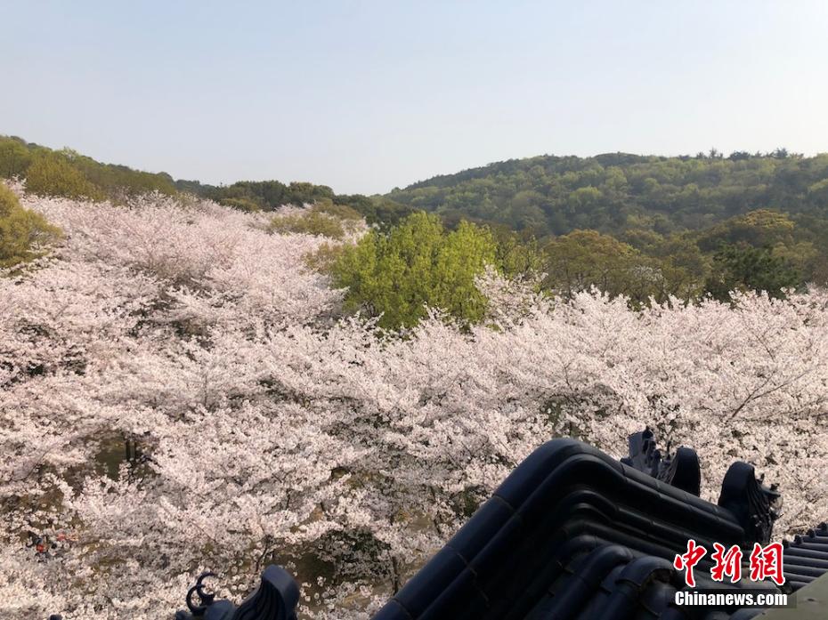 China: Wuxi inaugura Semana Internacional da Flor de Cerejeira 12 China: Wuxi inaugura Semana Internacional da Flor de Cerejeira