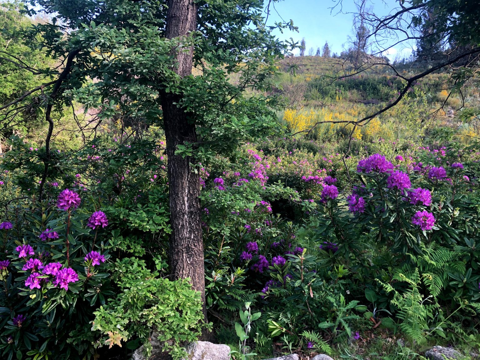 A Primavera no Centro de Portugal 14 A Primavera no Centro de Portugal