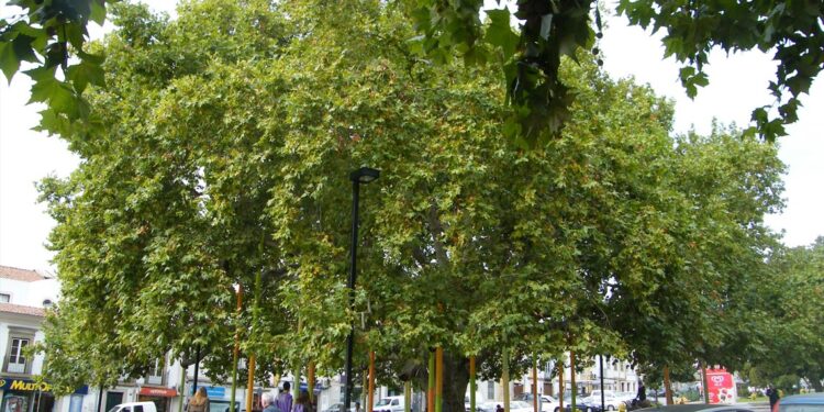 Plátano de Portalegre em 4.º lugar no concurso da "Árvore Europeia do Ano" 11 Plátano de Portalegre Plátano do Rossio