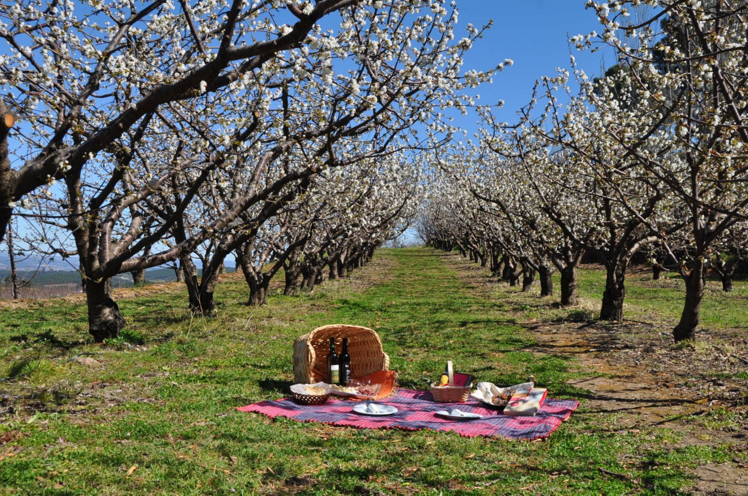 A Primavera no Centro de Portugal 12 A Primavera no Centro de Portugal