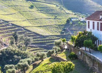 Estudo recomenda lógica do Programa Regressar para reter talento em Portugal