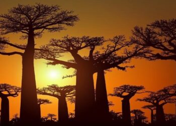 Símbolos culturais de África, dezenas de embondeiros encontrados em Brasília