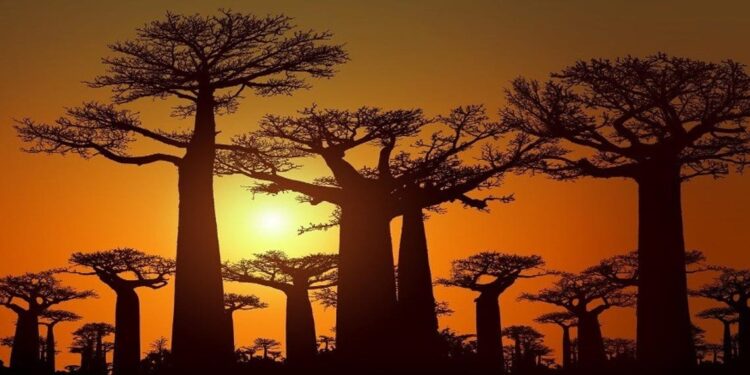 Brasil: Símbolos culturais de África, dezenas de embondeiros encontrados em Brasília 11 Símbolos culturais de África, dezenas de embondeiros encontrados em Brasília