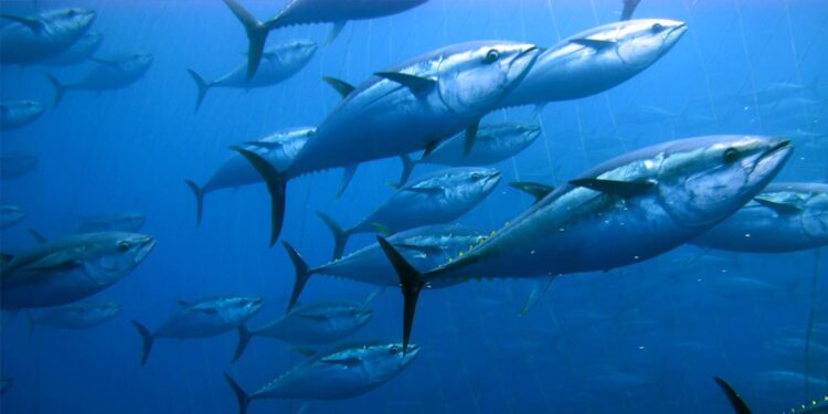 Cabo Verde: Noruegueses arrancam com aquacultura no mar e criam 400 empregos no país 11 Cabo Verde: Noruegueses arrancam com aquacultura no mar e criam 400 empregos no país