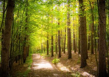 Sete mil milhões de euros para transformar a floresta portuguesa em fonte de riqueza