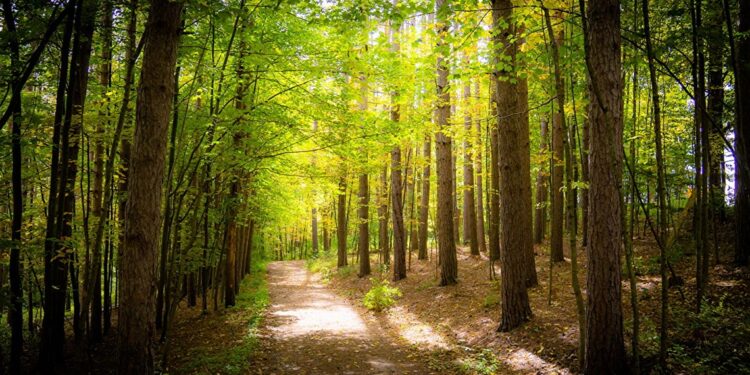 Sete mil milhões de euros para transformar a floresta portuguesa em fonte de riqueza 11 Sete mil milhões de euros para transformar a floresta portuguesa em fonte de riqueza