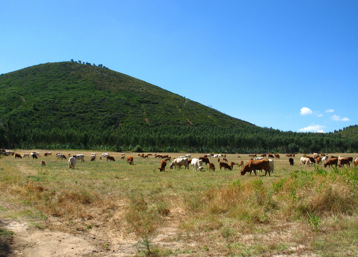 A Primavera no Centro de Portugal 24 A Primavera no Centro de Portugal