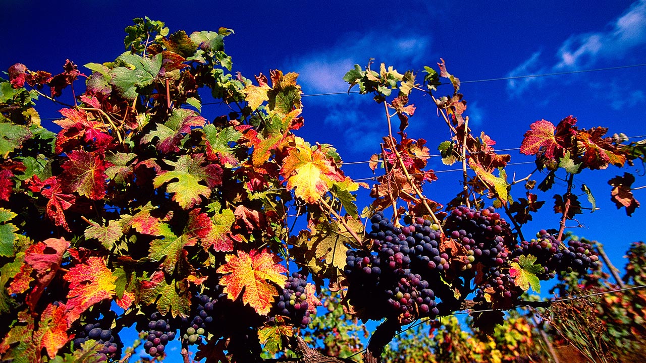 Concurso Beira Interior Gourmet alargado a restaurantes de todo o país 12 Concurso Beira Interior Gourmet alargado a restaurantes de todo o país