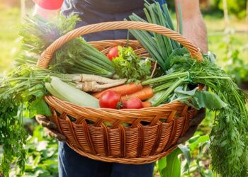 alimentos biológicos