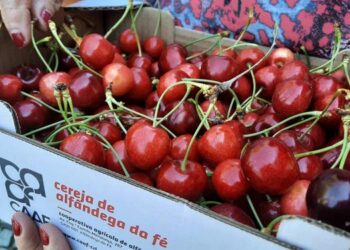 Festa da Cereja