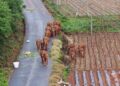 China: Manada de elefantes invade zona residencial 17 China: Manada de elefantes invade zona residencial