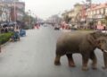 China: Manada de elefantes invade zona residencial 12 elefantes china