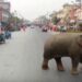 China: Manada de elefantes invade zona residencial 21 elefantes china