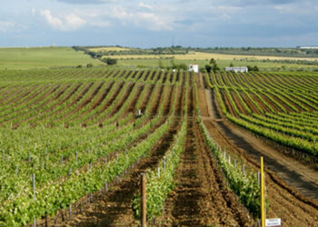 Gastronomia e vinhos