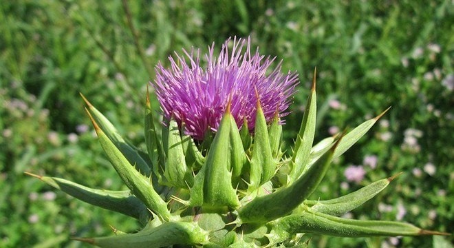 Portugal. Flor usada no queijo Serra da Estrela pode servir para fazer sabonetes, mobiliário e tratar vinhas. 12 Portugal. Flor usada no queijo Serra da Estrela pode servir para fazer sabonetes, mobiliário e tratar vinhas.