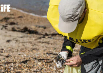 Dia 9 de julho pode juntar-se ao SEA LIFE Porto para a iniciativa mundial de limpeza de praias