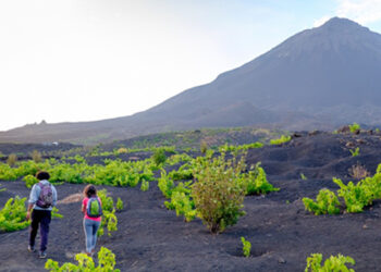 Cabo Verde: Estudo inédito reconhece qualidade do vinho do vulcão cabo-verdiano do Fogo