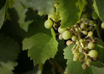 Casa Ferreirinha lança Castas Escondidas
