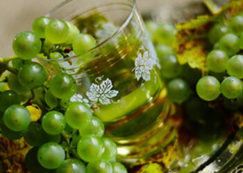 Dez quintas de vinho verde de portas abertas em setembro