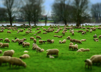 Rebanhos de Gouveia regressam hoje do alto da Serra da Estrela