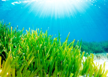 MENU, o projeto que oferece refeições nutritivas e de fácil confeção à base de macroalgas da costa portuguesa