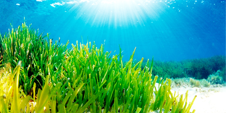 MENU, o projeto que oferece refeições nutritivas e de fácil confeção à base de macroalgas da costa portuguesa 11 MENU, o projeto que oferece refeições nutritivas e de fácil confeção à base de macroalgas da costa portuguesa