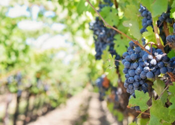 Que experimentar vindimar? Pode fazê-lo na sub-região Terras de Sicó