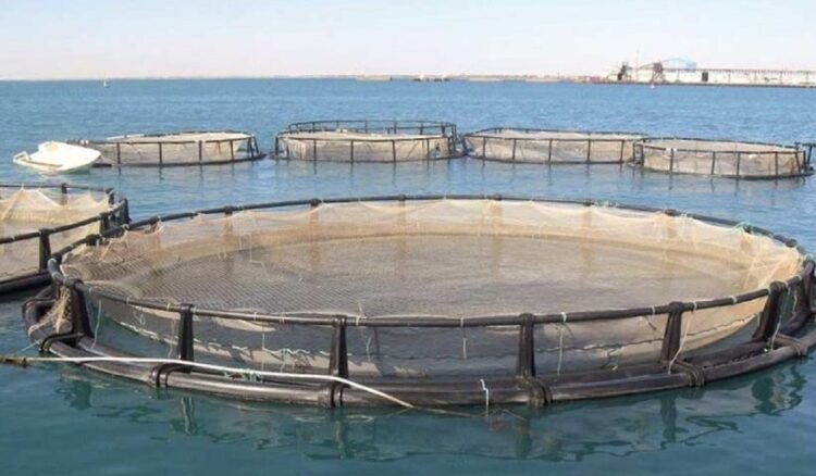 Grupo português cria “guia de bem-estar animal” para peixes de aquacultura 11 Grupo português cria “guia de bem-estar animal” para peixes de aquacultura