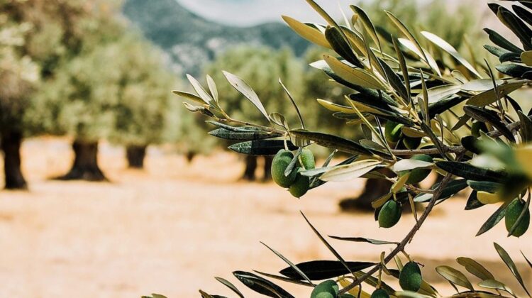 Portugal na certificação europeia para integração da biodiversidade na gestão de sistemas agrícolas 11 Portugal na certificação europeia para integração da biodiversidade na gestão de sistemas agrícolas
