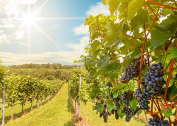 Sociedade Vinícola de Palmela quer apostar nos mercados internacionais