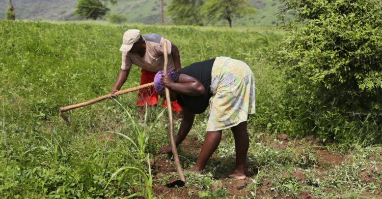 Açores querem aumentar parceria empresarial com Cabo Verde através do agronegócio