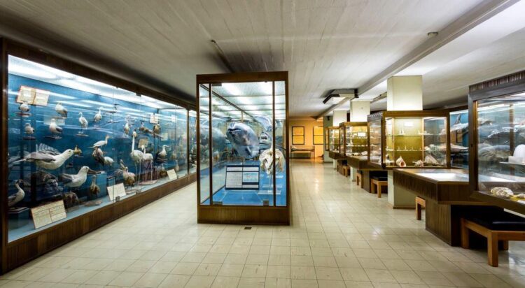 Aquário Vasco da Gama e Museu da Marinha com entrada gratuita na terça-feira 11 Aquário Vasco da Gama e Museu da Marinha com entrada gratuita na terça-feira