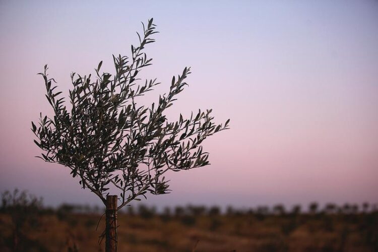 Azinhaga assinala aniversário de José Saramago com plantação de 99.ª oliveira