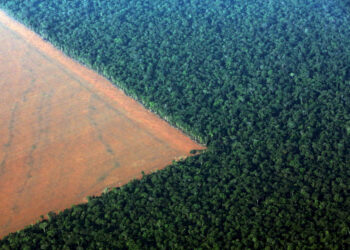 Brasil. Aumento da desflorestação na Amazónia vinculado à pressão populacional