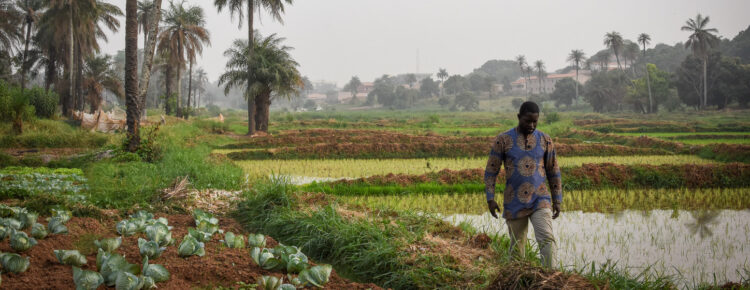 Guiné-Bissau. Capital do país corre "sérios riscos" de ficar sem espaço para produção agrícola 11 Guiné-Bissau. Capital do país corre "sérios riscos" de ficar sem espaço para produção agrícola