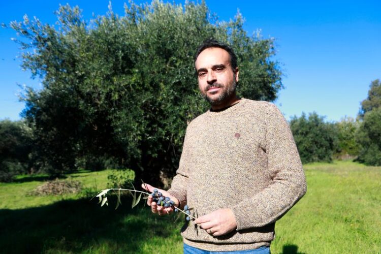 Oliveiras milenares de Idanha-a-Velha na origem de projeto de oleoturismo 11 Oliveiras milenares de Idanha-a-Velha na origem de projeto de oleoturismo